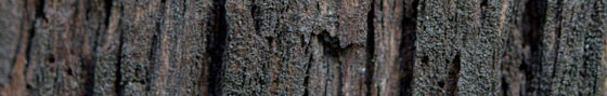 Dark wood